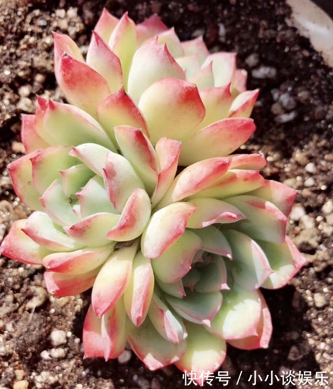 最容易度夏的10种多肉，全是大普货，皮实好养长得快！