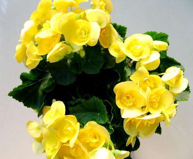 此盆栽花朵鲜艳硕大，一年开花6个月，是观赏花卉中的佳品