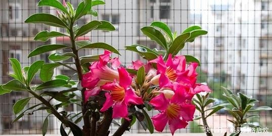 5种适合“散养”的花草,盆栽上几盆,不用费心管理,好养又省心