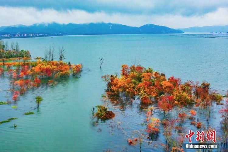 赣江|航拍赣江江西吉水段水域红树林 景色美如画