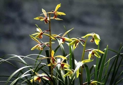 根系|开春兰花“饿得慌”，3个技巧补一补，侧芽花苞一起长！