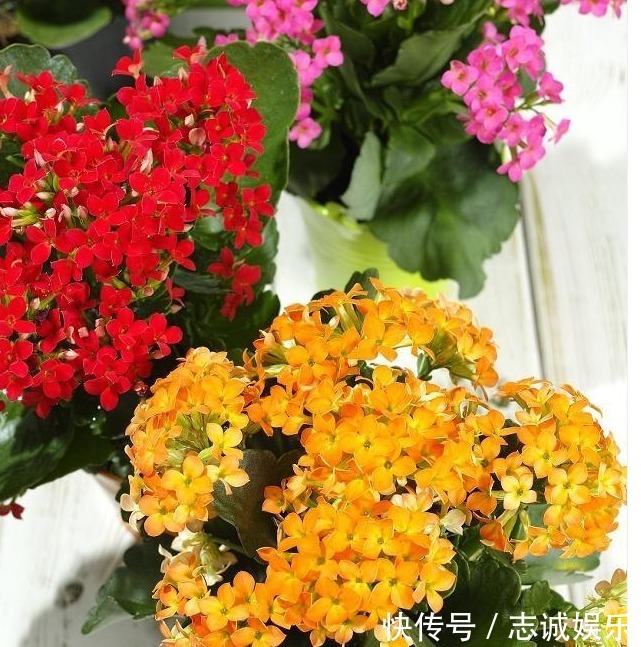 长势|刘大爷9年长寿花养护经验,总结“3妙招”,轻松一盆变多盆