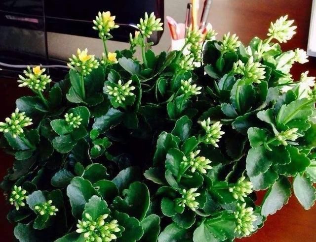 5月养长寿花,注意3个养护技巧,还能再开几茬花,叶大花更美