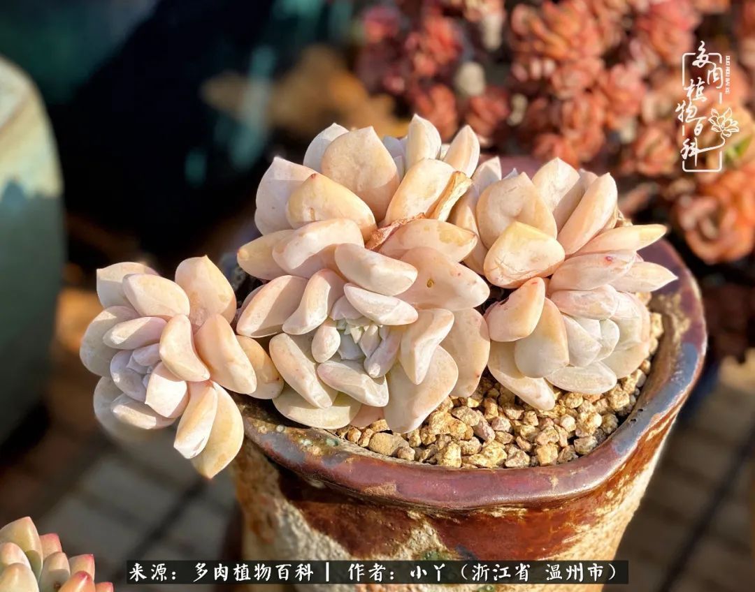 祖上无院家里无矿,一腔浪漫情怀付诸楼顶造花!