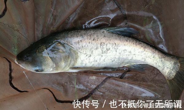 手竿钓鲢鳙的4大秘诀，常用这些老招数，鲢鳙就是最好钓的鱼