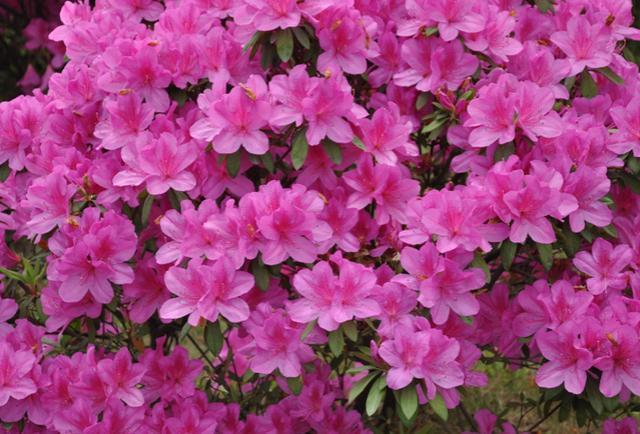 杜鹃花养不好,花朵叶子都发蔫,几个好方法帮你解决