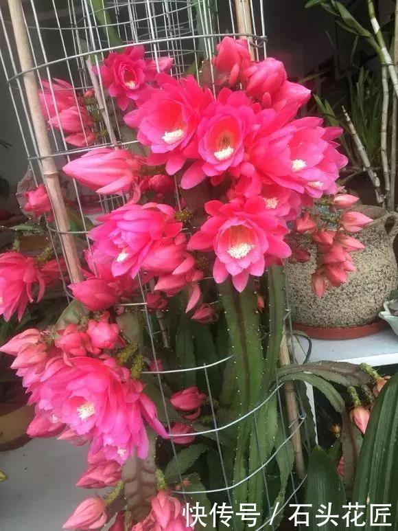 阳台|他家阳台养了“20盆”令箭荷花，长到1米5高，花苞巴掌大