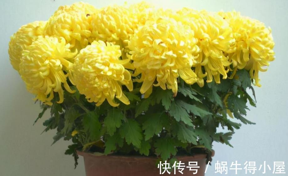 养护|做好3件事,养殖高雅的菊花,植株一年中开花不止一次