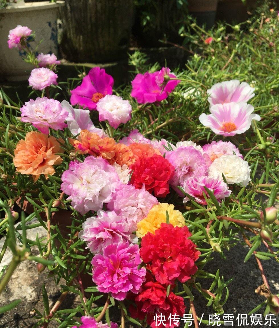 花儿|秋天的太阳花,给点肥剪一剪,从瘦弱变得茁壮,花儿更多