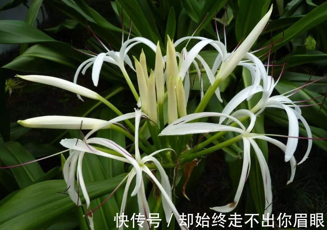 身体|家里万万不要养这几种花,放一盆都会对身体不好,聪明人都懂避开