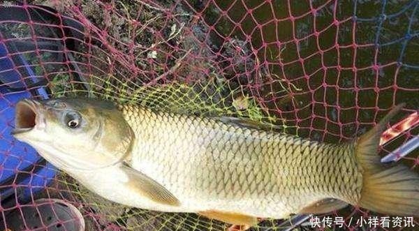 自制|鲫鱼最爱吃的饵料不在渔具店,而在菜市场,这三样东西混合就可以