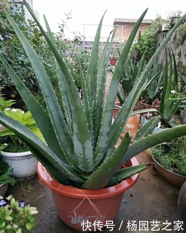 养这花不用太讲究,浇点水扔阳台,整个夏天都爆盆