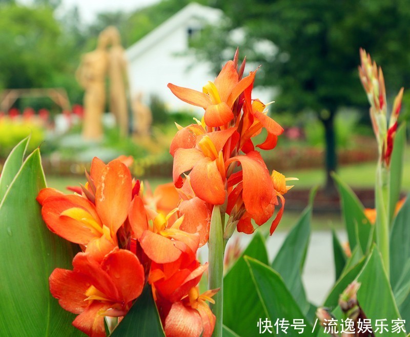 此花是一种生命力顽强的花，代表着坚实的未来，是拼搏的精神