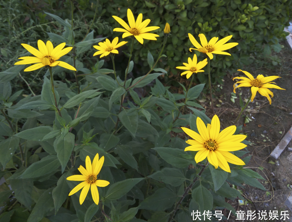 洋姜可以在花盆里种吗