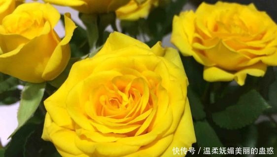 新手养花,不如养盆花中精品“梦幻芭比”,鲜艳明亮,花美色艳