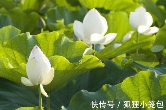 蛇人|七夕开始，4属相桃花朵朵，财源滚滚，衣食无忧，生活甜蜜幸福