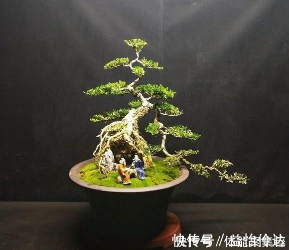 皱皮雀舌|分享几个皱皮雀舌黄杨盆景,都是高提根的,非常有排面哦,求鉴赏!