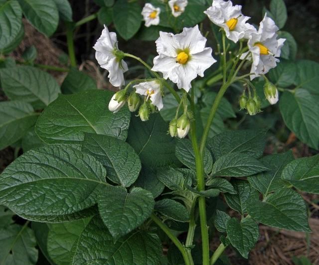 生姜、土豆吃不完,就扔“花盆里”,长成漂亮盆栽,结出丰硕果实