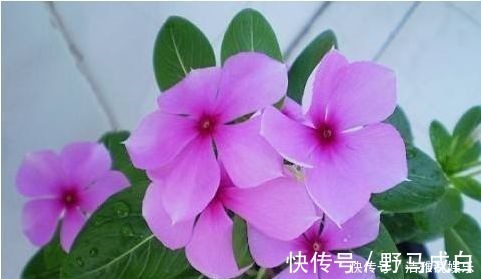 几款艳丽的花卉，漂亮又好闻，开花勤还爱爆盆