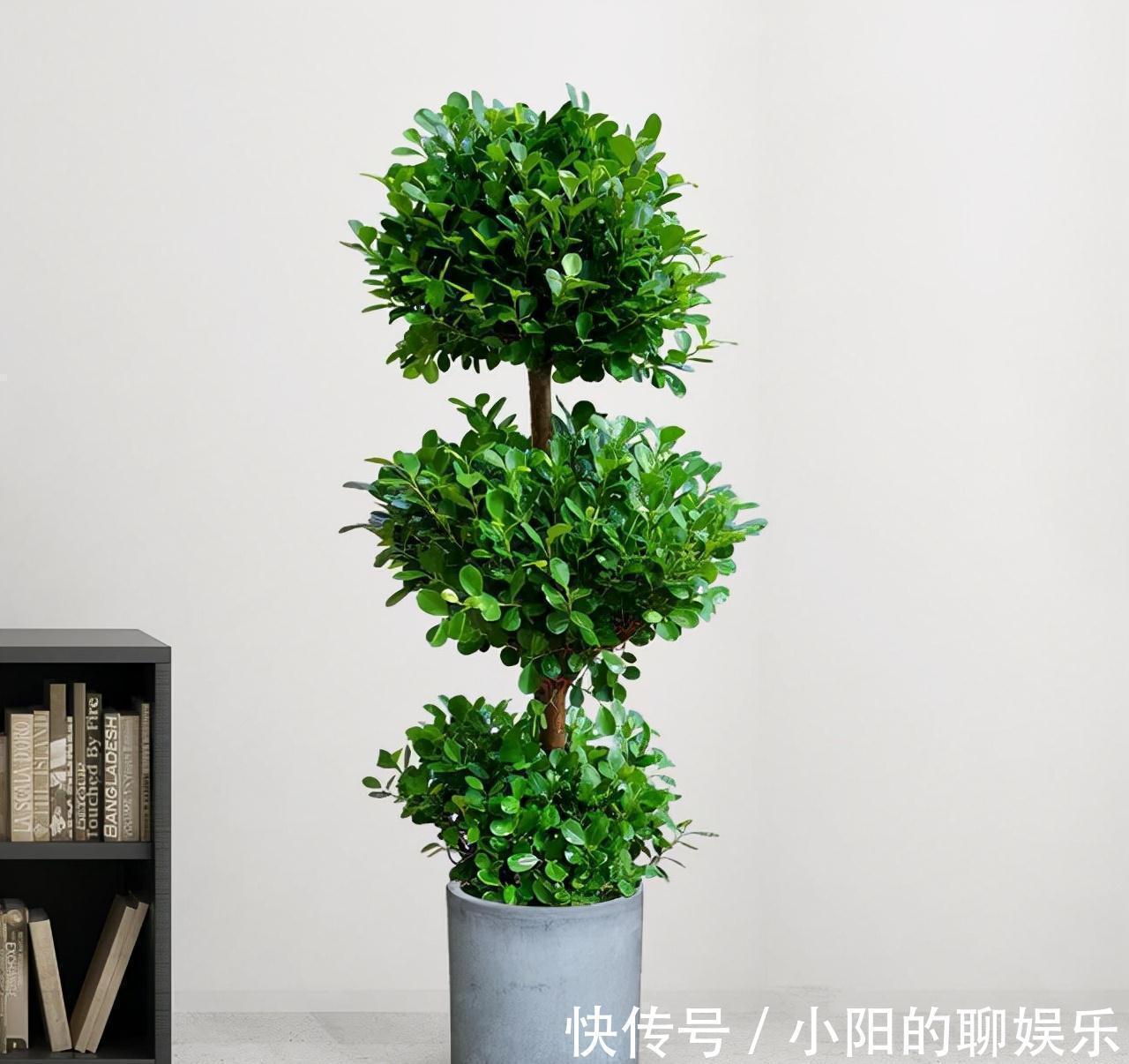 栽培|7种带“钱”字的花,寓意好、观赏价值高,都喜欢在家里栽培