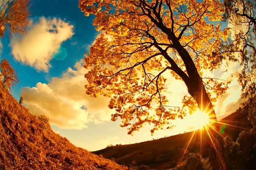 世一堂糖肽：人间最美，是清秋