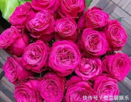 粉色|新手养花,不如养盆花中精品“香格里拉”,花开美艳,格外艳丽