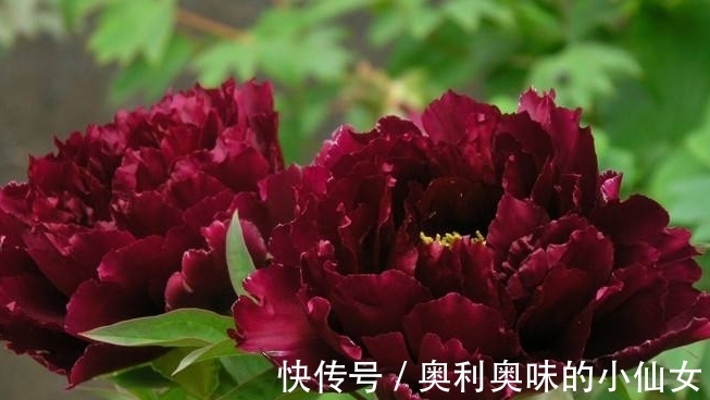 神秘黑色花朵，爱菊不如爱它，盛开之时犹如黑色蝴蝶翩翩起舞！