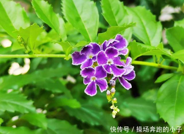 奶香小可爱蕾丝金露,味道迷人,街坊邻居都爱!