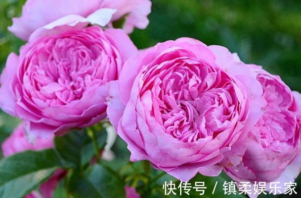 “玫瑰精品”玛丽玫瑰,独特美艳,内敛沉静,可以说是养花必备