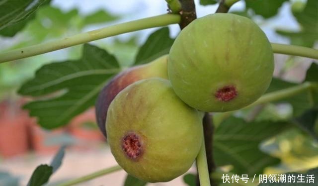 冬季养护无花果有讲究,这几步不能少,否则明年结果少,不结果