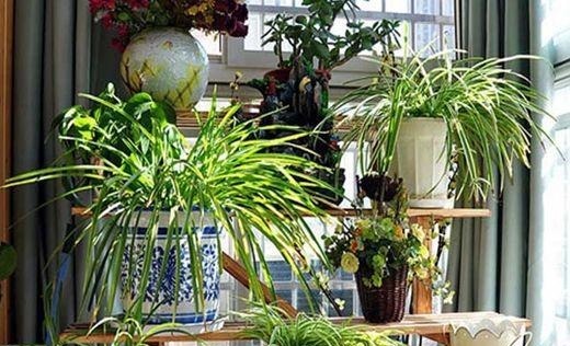 这“2种”药片，比生根水、蚯蚓粪厉害多了，养啥花都能“爆”！