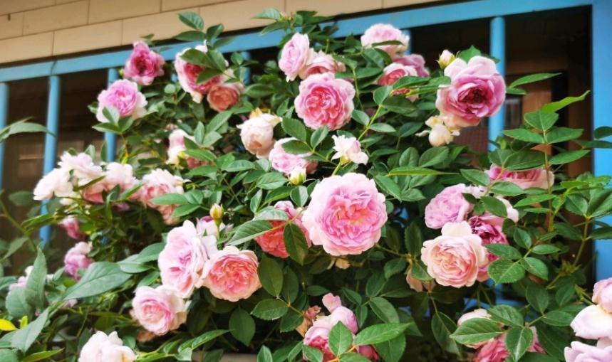 这4种植物不怕“挨冻”,适合冬季露养,状态佳、开花漂亮