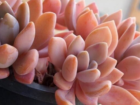 新手适合养什么植物,不妨看看这些多肉,漂亮又好养