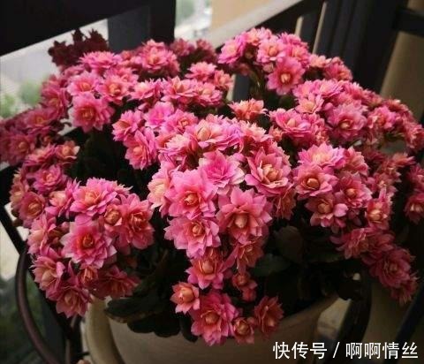 这8种多肉名字好听,颜值还特别高,摆在家里添吉祥!