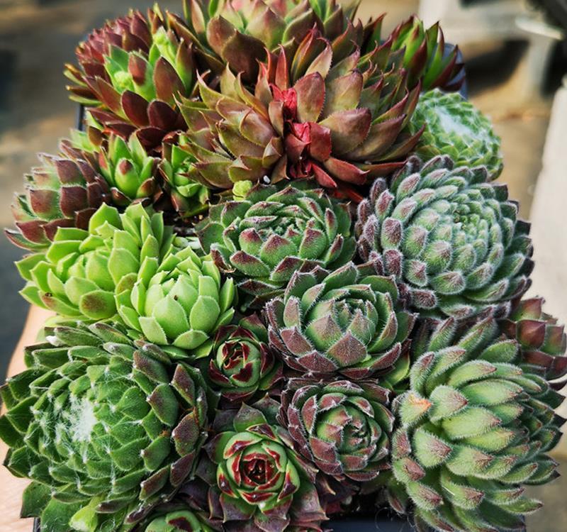 长生草|长生草多肉品种真够多的,状态样式都各不相同,一起来认识一下吧