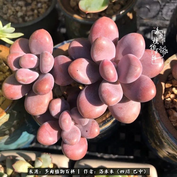 时间是多肉最好的滤镜！附个人养护经验！