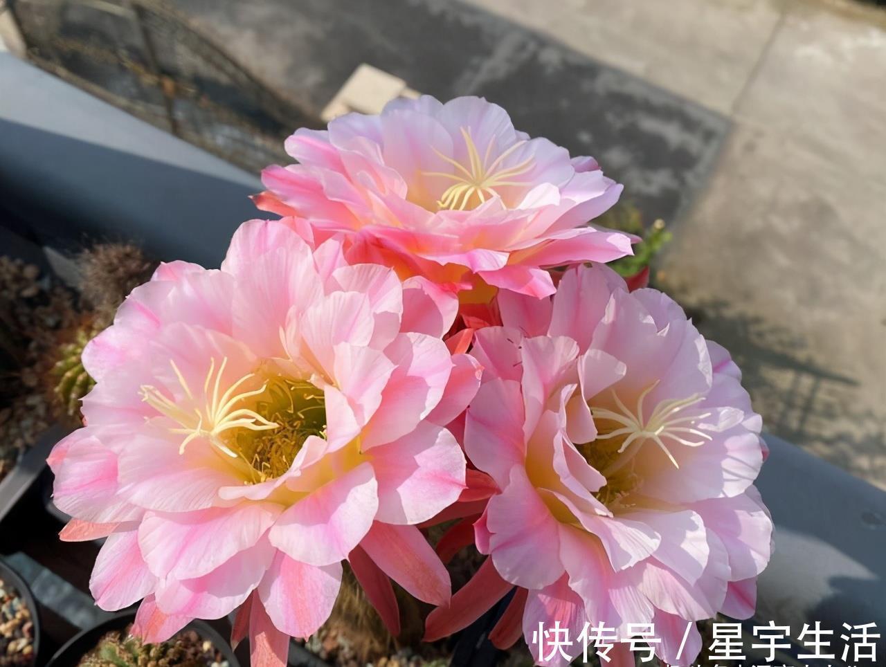 高温|夏天就选这“三多肉”，不惧高温不休眠，40℃也能生机勃勃
