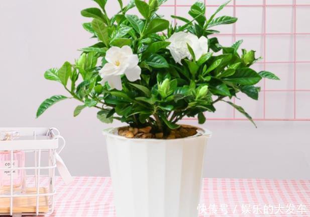 花朵|此花，花朵洁白清新，芳香四溢，象征着对爱情一生的守候