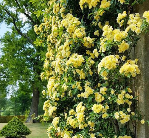 4种漂亮花,没有院子就不要养,盆栽长不出效果,白费力!