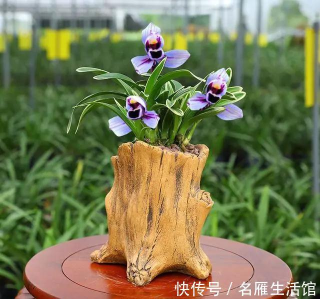 此兰是兰中的绝品,花色难得可贵,花香沁人心脾,无人不爱