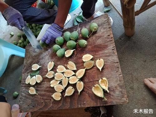 若你家乡还有这种“馒头”，请珍惜，如今价值很高，种子可做凉粉