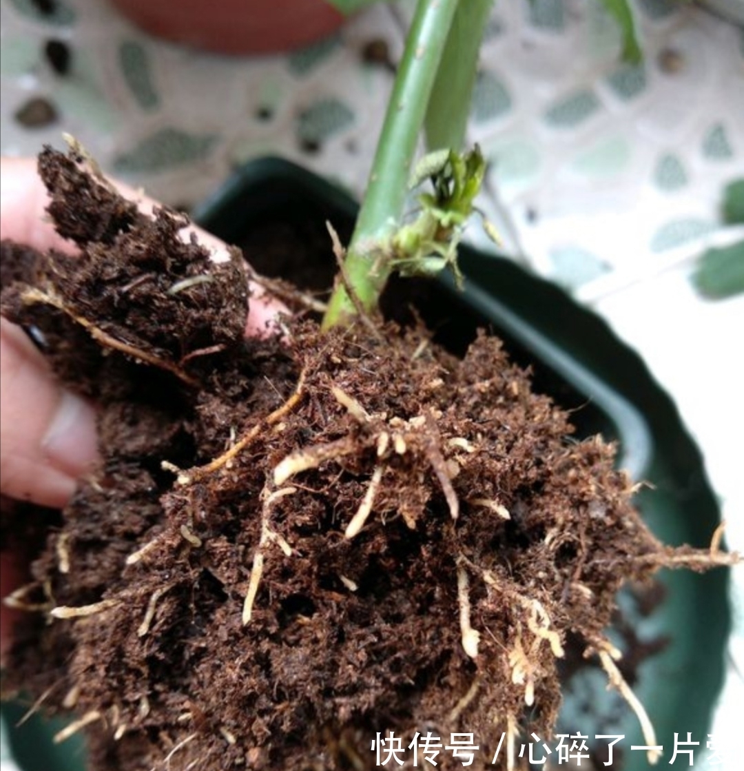 月季冬天也能扦插,只要做好这几个关键点,很快就能生根长新芽