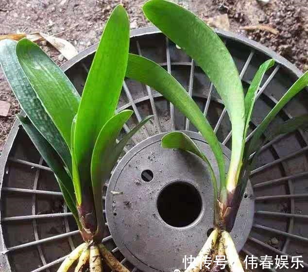 新手养“君子兰”,浇水记住“1句话”,烂根、空根巧避免!