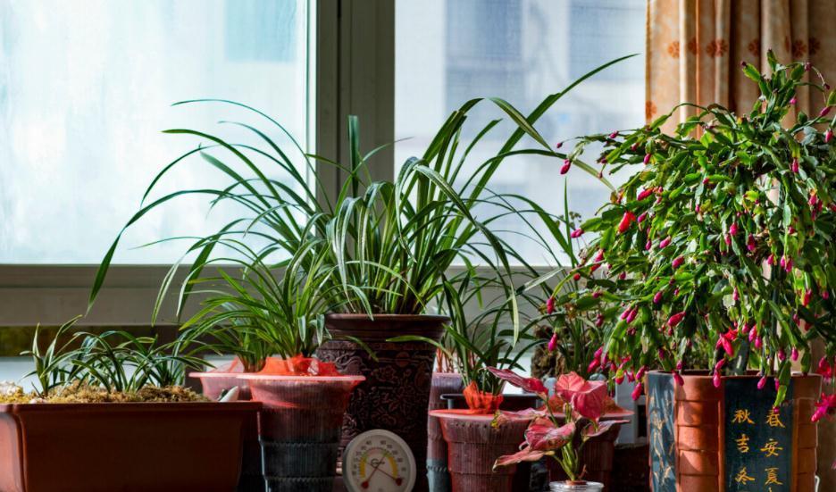 室内盆栽花草养不好？掌握这4个实用方法，养花其实并不难