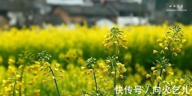 云南省|这个小县，竟然集中国最美峰林、最美瀑布、最美油菜花海于一身！