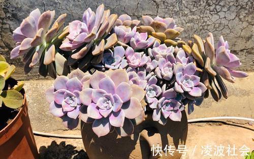 习惯|夏天多肉紫乐有“3怕”，难怪长气根不长个，改变养护习惯是关键