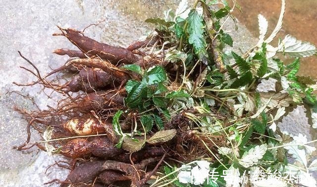 陵菜|根似“人参”味道甘甜,乡下小孩挖它当零食,如今30元有人收!