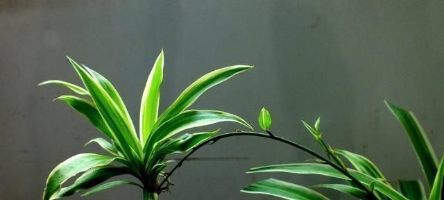 雷区|吊兰浇水避开这三个雷区,叶子翠绿不黄不黑