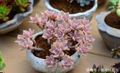 多肉|吴小姐想买盆胧月，带回家发现是冬美人，哭笑不得，太难区分了