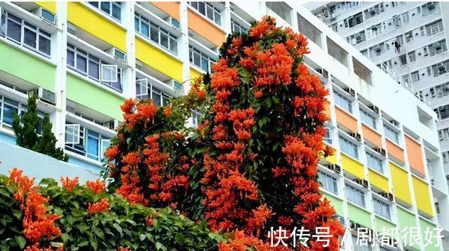 爬藤植物|花开一面墙，花落一路香，一棵爬藤植物的花海